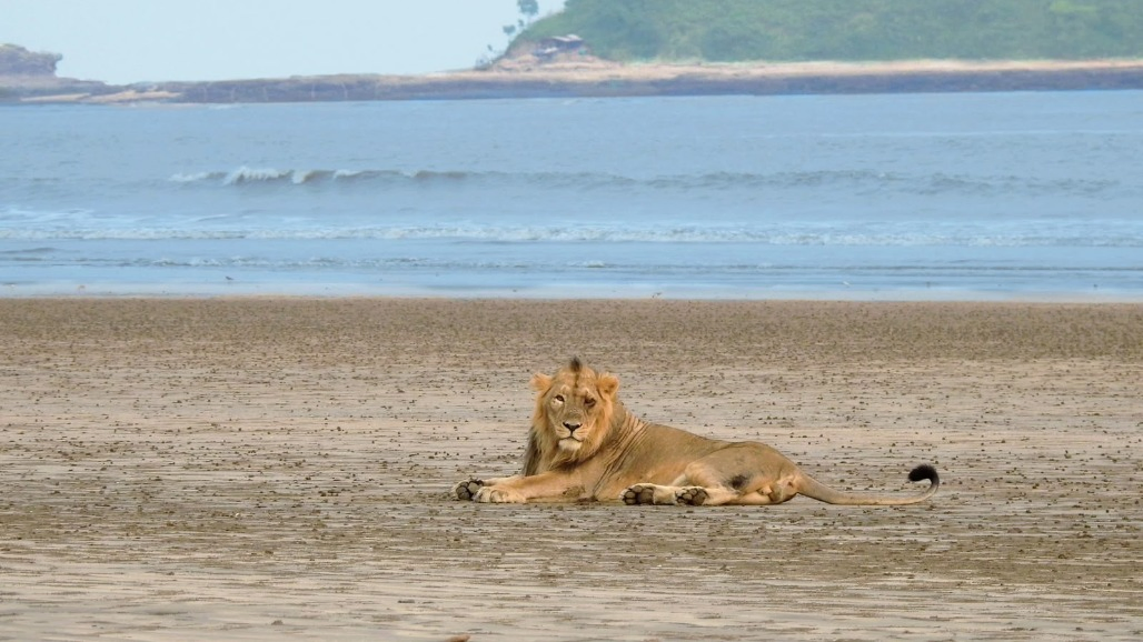 Coastal Lions in Gujarat Are Farmers' Strongest Allies, Debunking Age-Old Hunting Myth