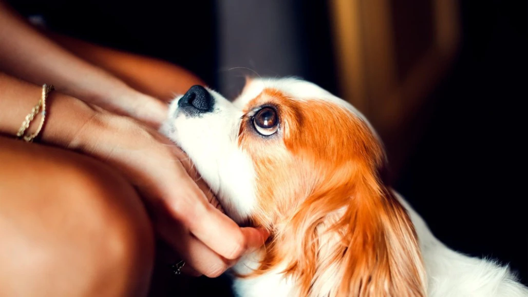 Ahmedabad Loves Dogs... Registering Them? Not So Much