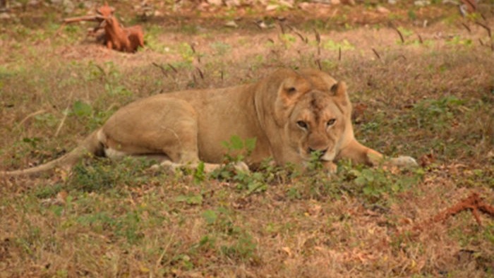 387 of 501 Resorts and Farmhouses  Around Gir Found Illegal, HC Questions Action on Lion Corridors