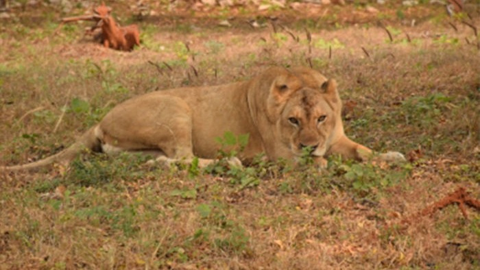387 of 501 Resorts and Farmhouses Around Gir Found Illegal, HC Questions Action on Lion Corridors