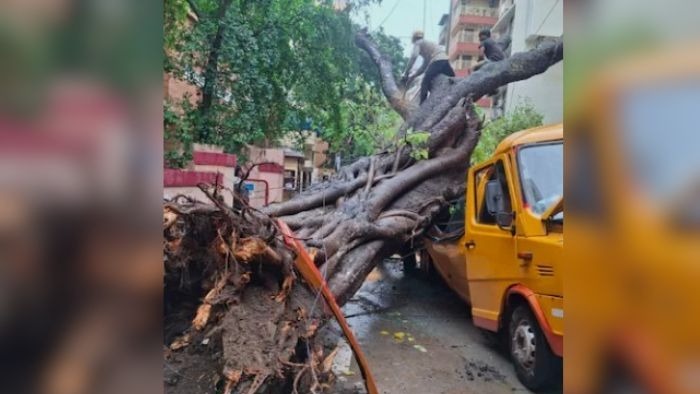 Maharashtra Minister Says ‘Falling Trees Not in Control’ After Boy Dies in Tree Fall Accident