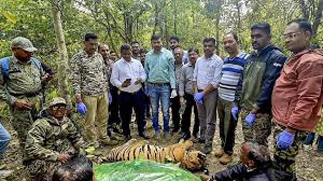 મહારાષ્ટ્રમાં છ મહિનાના સમયગાળામાં ૨૪ વાઘના મોત