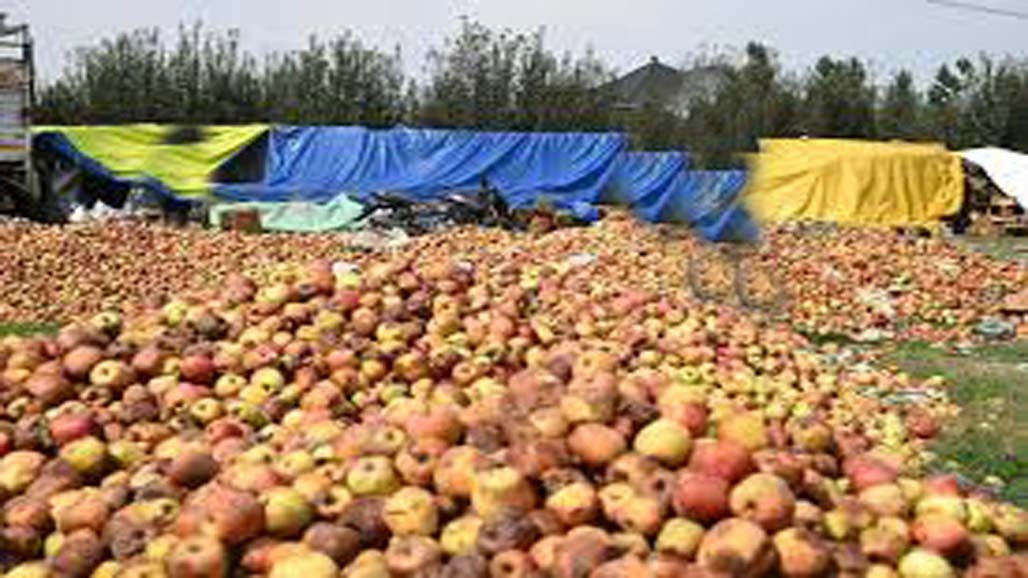 એપીએમસીના બગડેલાં સફરજન બજારોમાં ઠલવાય છે