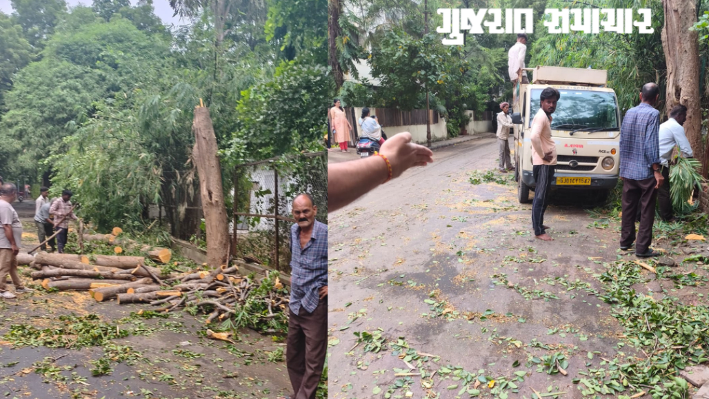 Illegal Tree Cutting Near Ahmedabad’s Law Garden Sparks Row; Zoo Dept Supervisor Served Notice