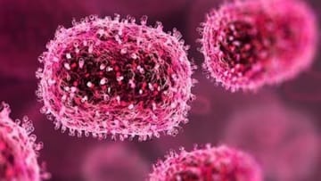 Chandipura Virus Concerns Rise in Saurashtra as Two More Children Die in Jamnagar; Case Reported in Gondal
