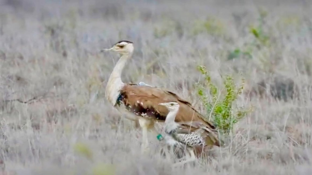 40 Days, One Big Hope: Gujarat's Great Indian Bustard Chick Clears Critical Survival Milestone