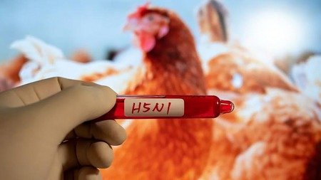 H5N1 Bird Flu Hits New Zealand Shores: Endemic Spread Predicted Within Months