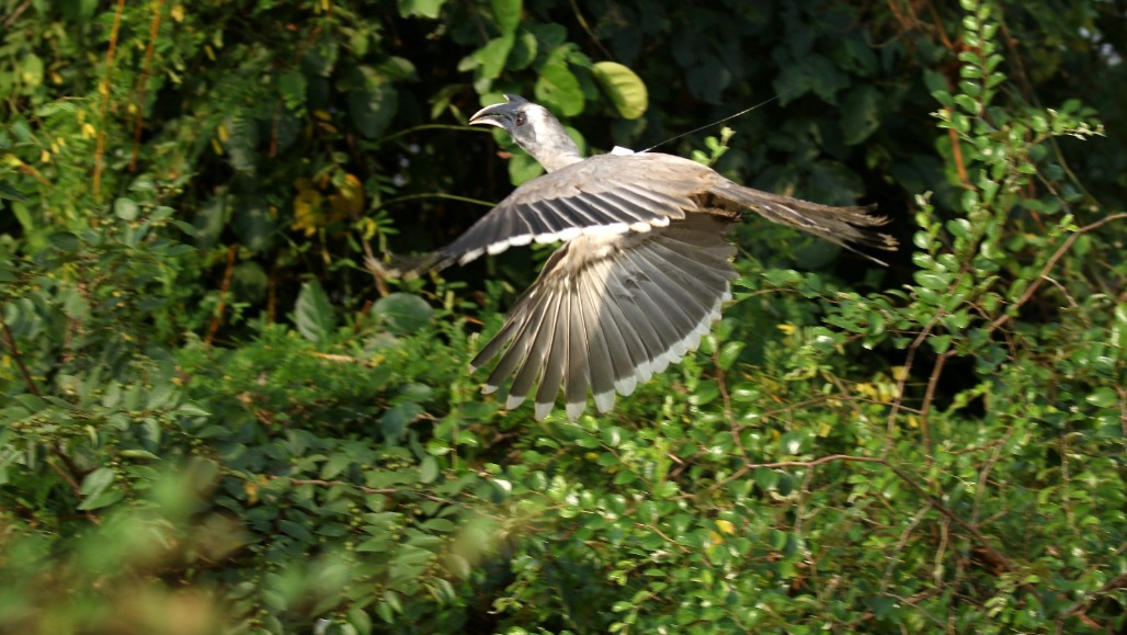 After 6 Decades of Disappearance Gir's Grey Hornbill Shows Signs of Survival and Breeding