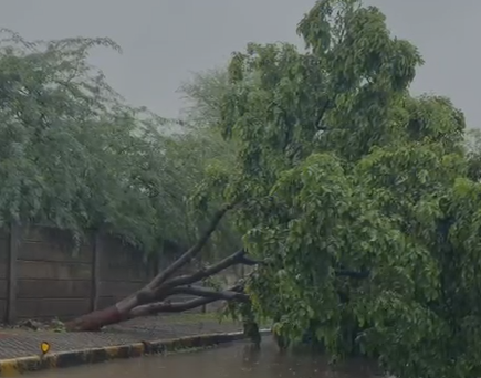 Tree falls in Sola as downpour lashes city
