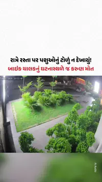 Sanand : રાત્રે રસ્તા પર પશુઓનું ટોળું ન દેખાયું! બાઇક ચાલકનું ઘટનાસ્થળે જ કરુણ મોત Sanand : રાત્રે રસ્તા પર પશુઓનું ટોળું ન દેખાયું! બાઇક ચાલકનું ઘટનાસ્થળે જ કરુણ મોત