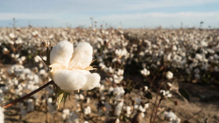 Cotton Crisis: Why India’s Raw Cotton Imports Sourced Overseas Spike 80% as Domestic Crop Shrinks