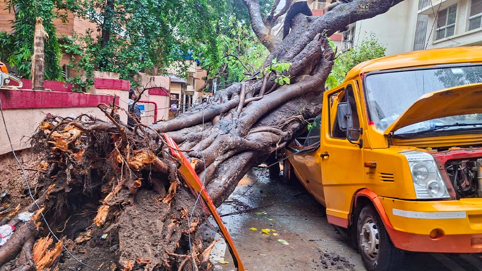 Tree collapse Mumbai.jpg
