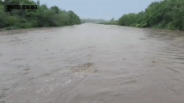 VIDEO| અમરેલી: રાજુલાના ચોત્રા ગામની રાયડી નદીમાં ઘોડાપૂર, 15થી 20 બકરાઓ તણાયા, પશુપાલકનો બચાવ