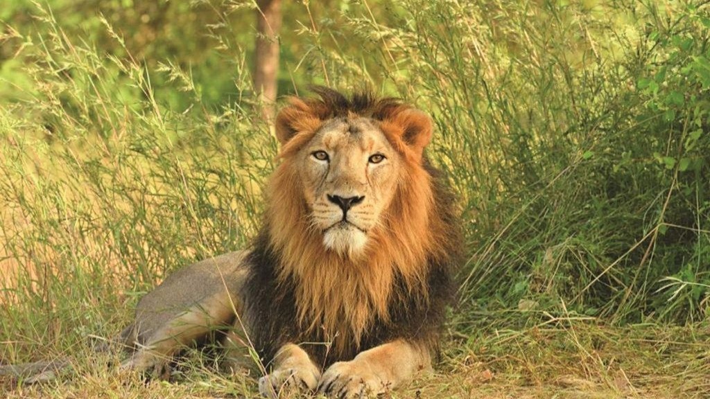 25 Forest Trackers, Permanent Check Post Planned at Girnar After Fatal Lion Attack