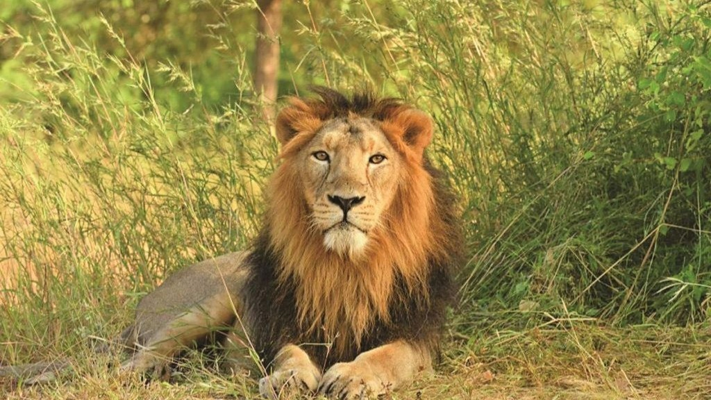 25 Forest Trackers, Permanent Check Post Planned at Girnar After Fatal Lion Attack