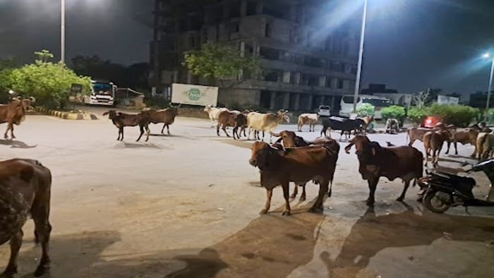દર મહિને ૧ કરોડ ખર્ચાવા છતાં વડોદરામાં રખડતા પશુઓનો ત્રાસ યથાવત
