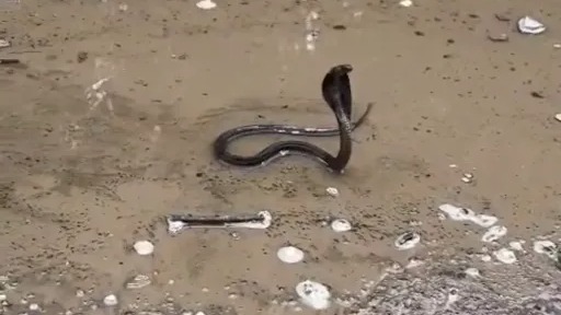 Indian Cobra Rescued Safely After Slithering Onto Road in Shela