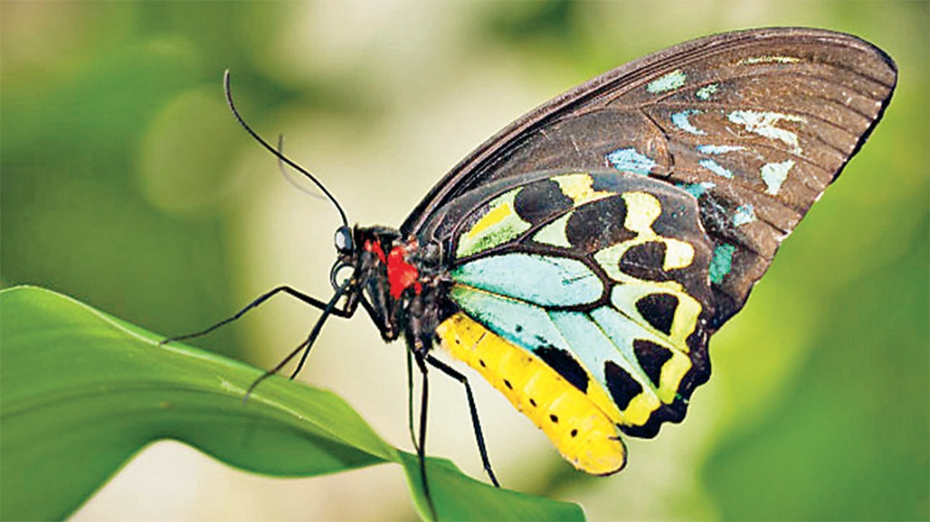 ઝેરી પતંગિયું ક્વીન એલેકઝાન્ડ્રા બર્ડ વિંગ