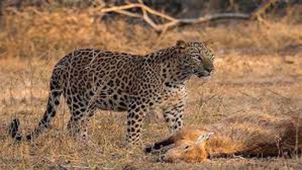 સિહોર પંથકમાં સિંહ-દીપડાનો ત્રાસ વધ્યો