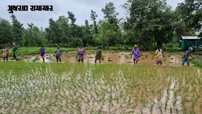 ગુજરાતમાં ખરીફ સિઝનનું 70 ટકા વાવેતર: તેલીબિયાં અને રોકડિયા પાકો તરફ ખેડૂતોનો વિશેષ ઝુકાવ