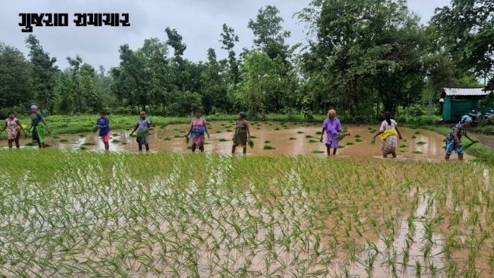 ગુજરાતમાં ખરીફ સિઝનનું 70 ટકા વાવેતર