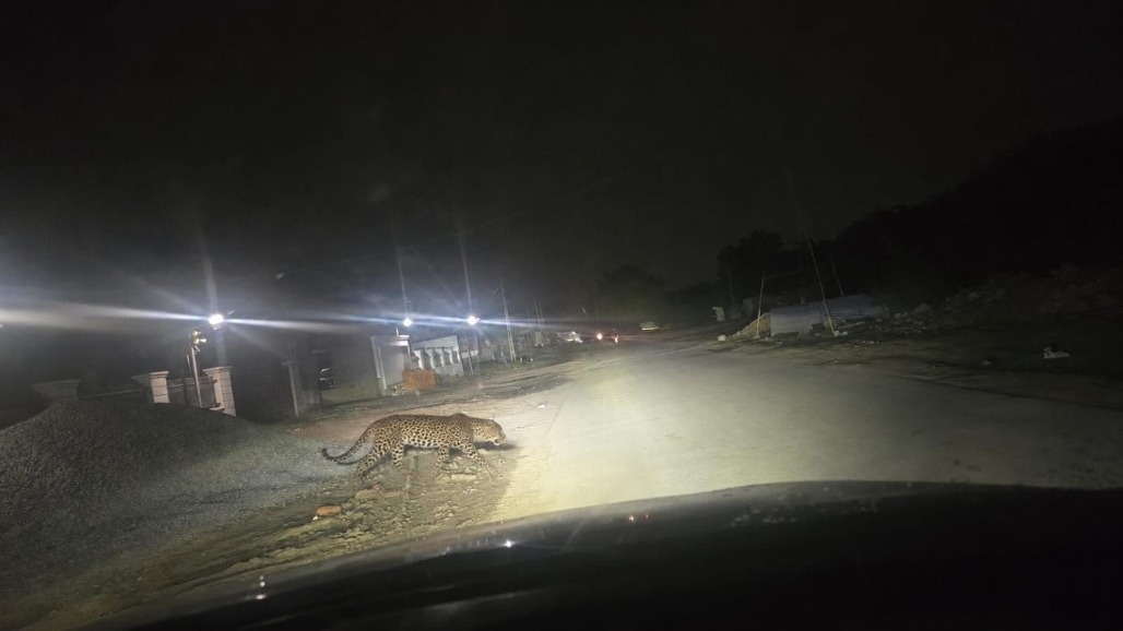 One or More Leopards? After Ghuma, Fresh Sighting Spotted In Chandkheda