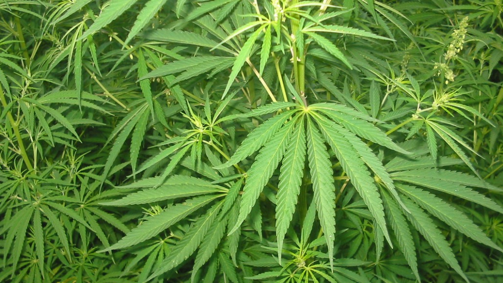 Temple Land Used To Cultivate Cannabis in Gujarat, Woman Priest Held