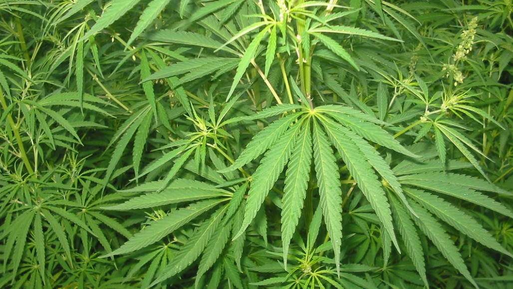 Temple Land Used To Cultivate Cannabis in Gujarat, Woman Priest Held