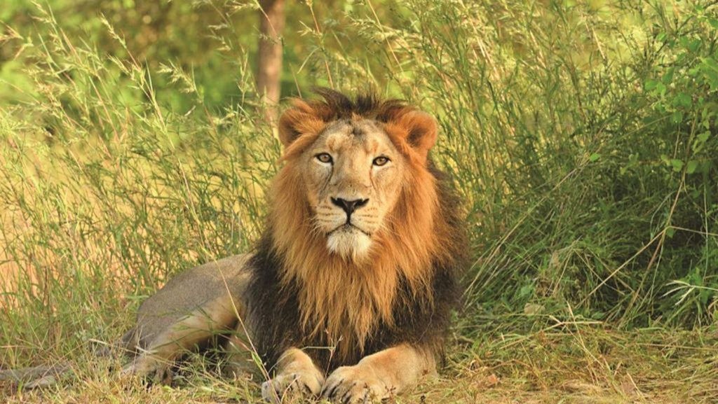 Another Wildlife Attack in Gujarat as Lion Kills 12-Year-Old Pilgrim at Girnar