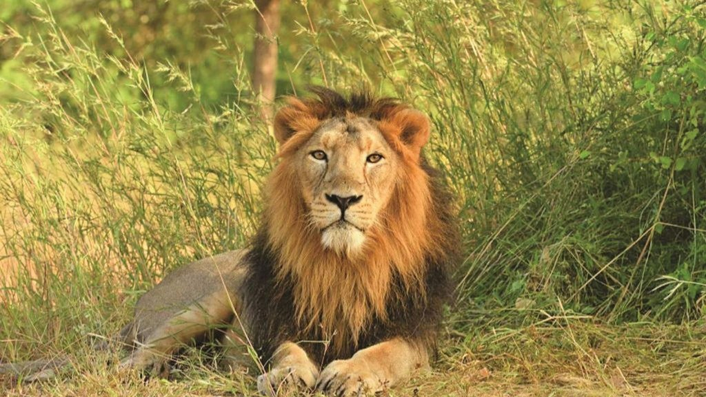Another Wildlife Attack in Gujarat as Lion Kills 12-Year-Old Pilgrim at Girnar