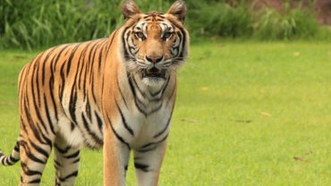 Forest Department Confirms Tiger Presence in Chhotaudepur’s Kevdi