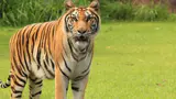 Forest Department Confirms Tiger Presence in Chhotaudepur’s Kevdi Forest Department Confirms Tiger Presence in Chhotaudepur’s Kevdi