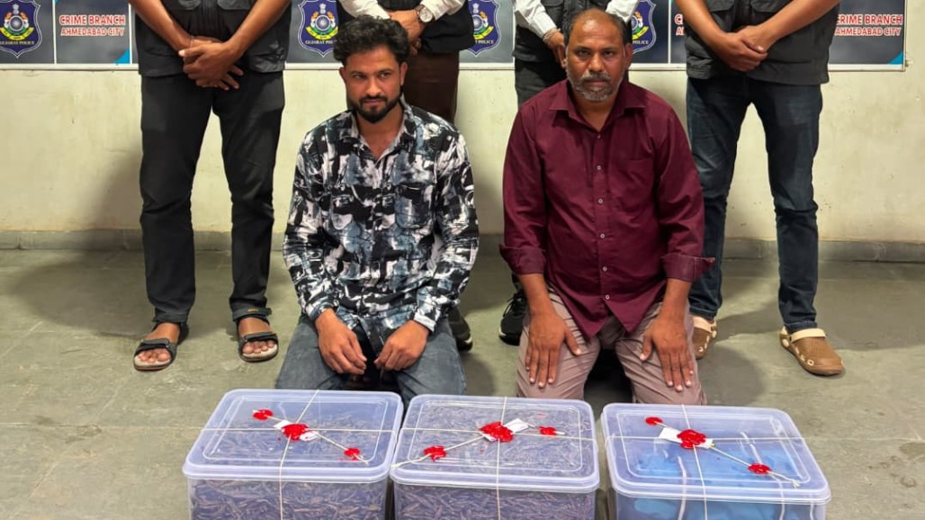 9.8 kg Ganja Worth ₹5.6 Lakh Seized in Ahmedabad