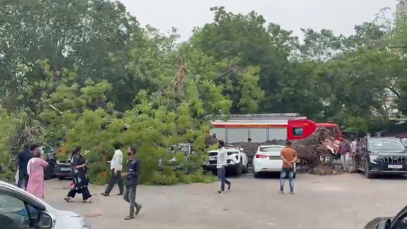 Massive Neem Tree Falls at AMC Parking Lot in Lal Darwaja, Damages 8–9 Cars in Ahmedabad
