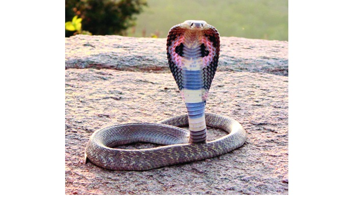 સાપના ઝેરની હરાજી : એક ગ્રામના 56 હજાર રૂપિયા!