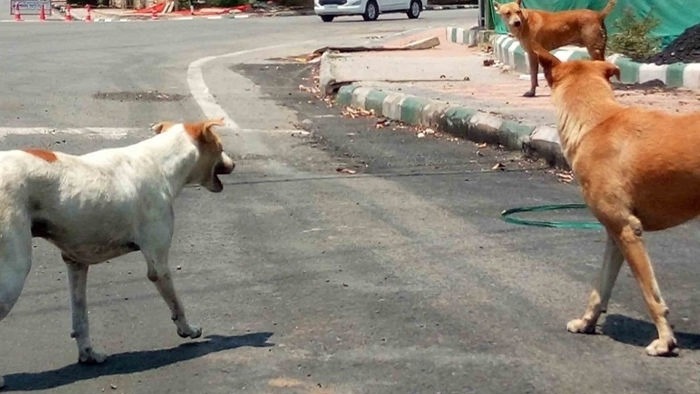 High Court Pulls Up National Highway Authority Over Stray Dog Menace, Demands Progress Report from Gujarat Government