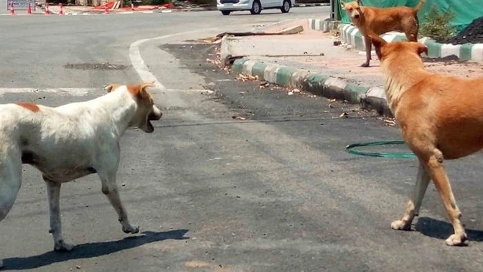 High Court Pulls Up National Highway Authority Over Stray Dog Menace, Demands Progress Report from Gujarat Government