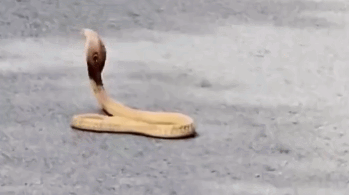 VIDEO: બેંગલુરુમાં રસ્તા પર દેખાયો કોબ્રા, ફેણ ફેલાવીને બેસી જતા 30 મિનિટ ટ્રાફિક જામ