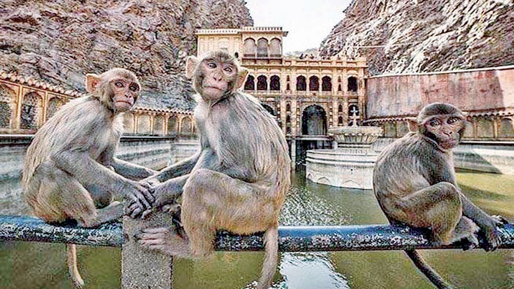 વાંદરાને લાડુ ન ખવરાવાય