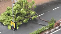 Over 330 Trees Down in Three Days: Heavy Rains Trigger Commuter Chaos Across Ahmedabad Over 330 Trees Down in Three Days: Heavy Rains Trigger Commuter Chaos Across Ahmedabad