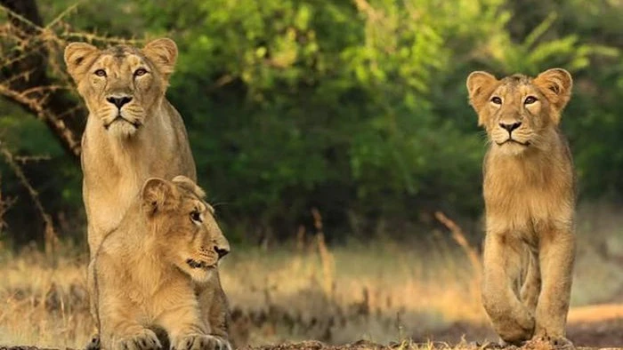 Forest Land for Resort? Dhari Forest Department Proposal Sparks Gir Conservation Row