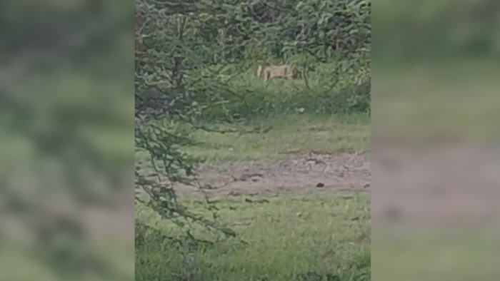 Lioness Sighting Triggers High Alert in Jamnagar's Dhrol Belt as Forest Teams Launch Search