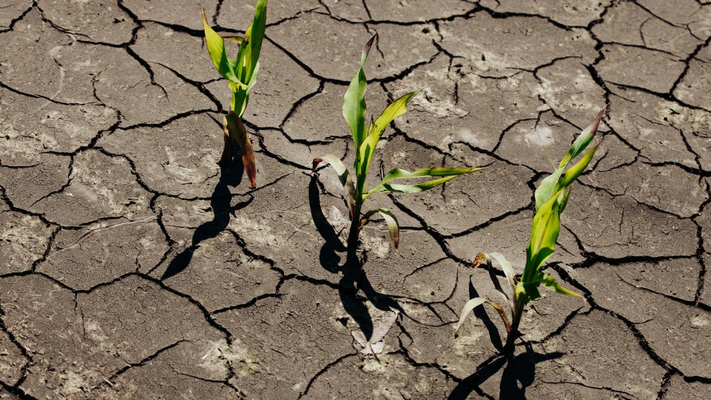 Gujarat Faces Drought Threat As Rainfall Stays At 75% Despite 92% Kharif Sowing