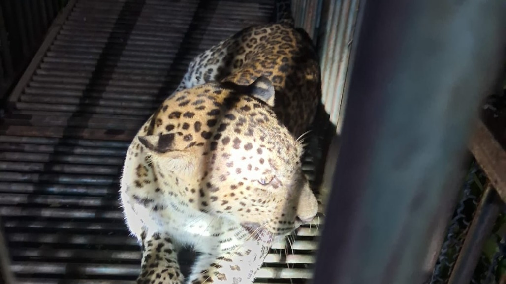 Leopard Captured After 3-Day Scare in Gujarat’s Valsad, Dumlav Villagers Get Relief