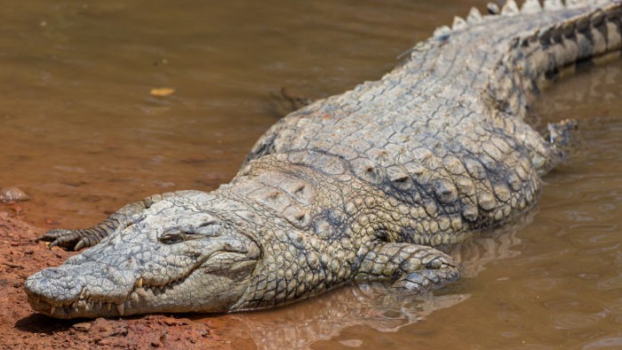 Crocodile Drags 12-Year-Old Girl into Vishwamitri River in Vadodara's Padra
