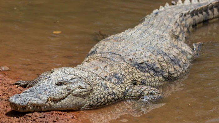 Crocodile Drags 12-Year-Old Girl into Vishwamitri River in Vadodara's Padra