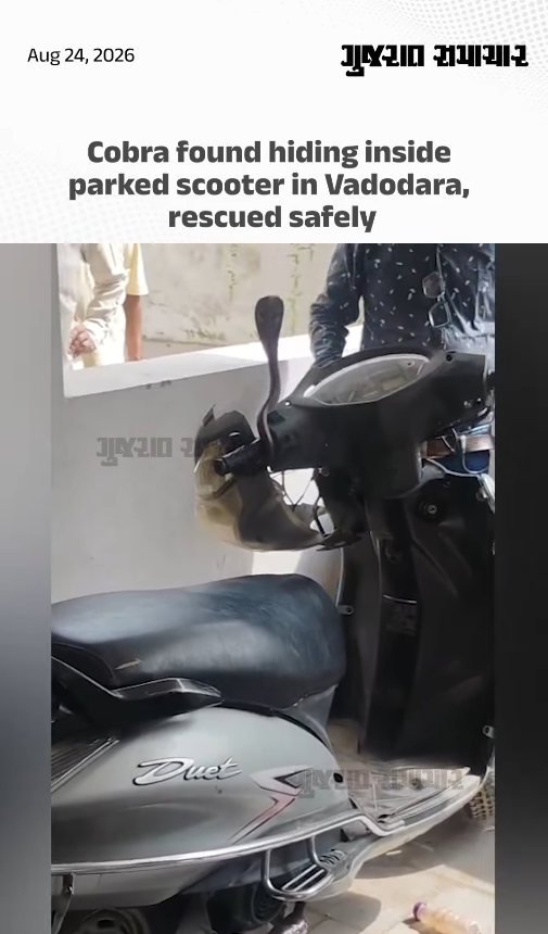 Cobra found hiding inside parked scooter in Vadodara, rescued safely