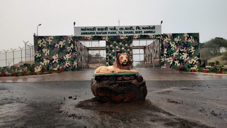 Gujarat to Build 100-Hectare Enclosure at Ambardi Park for Lions Involved in Human Attacks