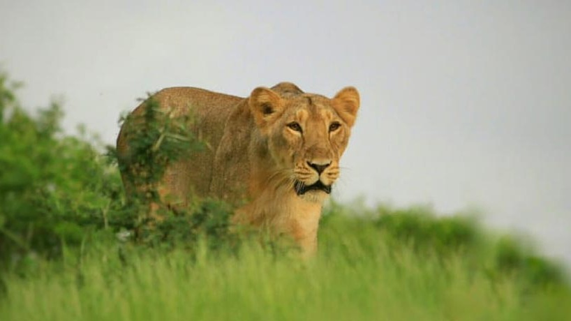 Wildlife Institute Of India Identifies 11 Major Asiatic Lion Corridors Across Gujarat
