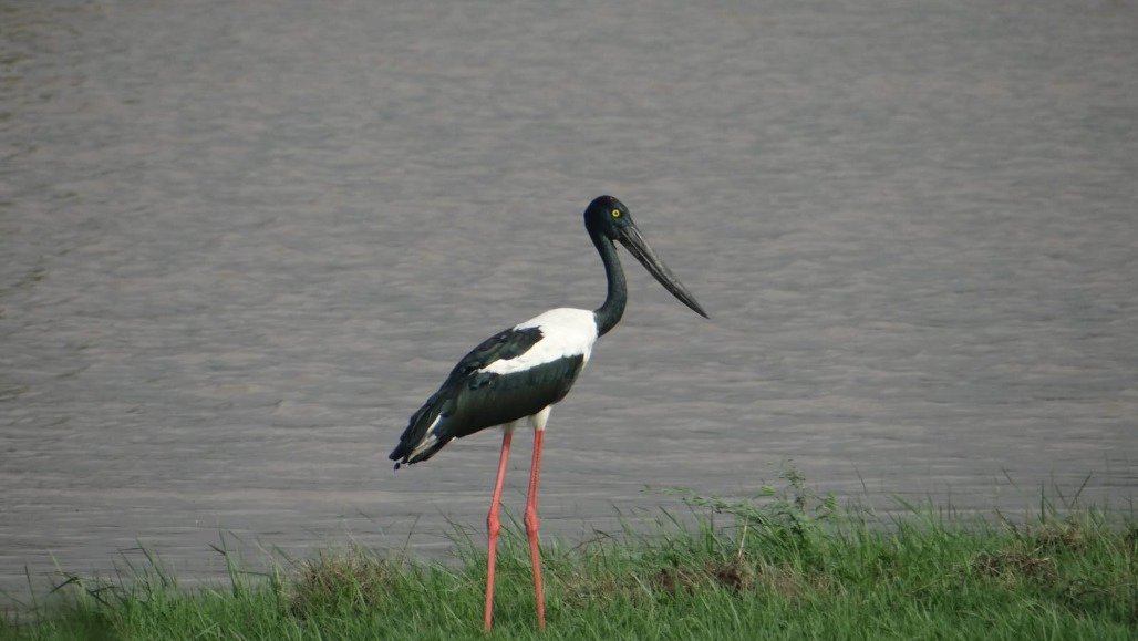 Khijadiya Bird Sanctuary Emerges As Black-necked Stork Breeding Stronghold In Gujarat